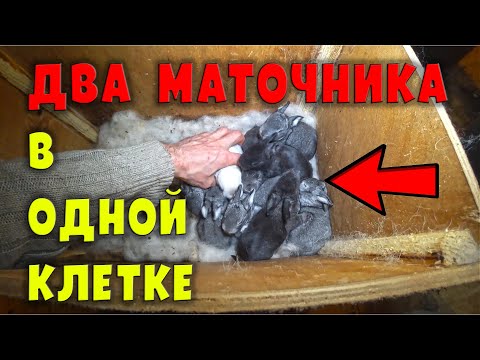 Видео: Два маточника, две крольчихи в ОДНОЙ клетке! Что получится?