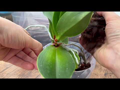 Видео: ПЕРЕСАДКА ОРХИДЕИ с ДЕТКОЙ из ТОРФА 🪴