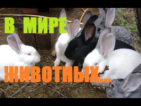 Видео: В мире животных : кролики , кот и мыши...
