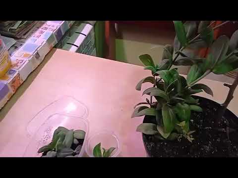 Видео: результат укоренения эустомы за 16 дней в воде. Сады на Среднем Урале