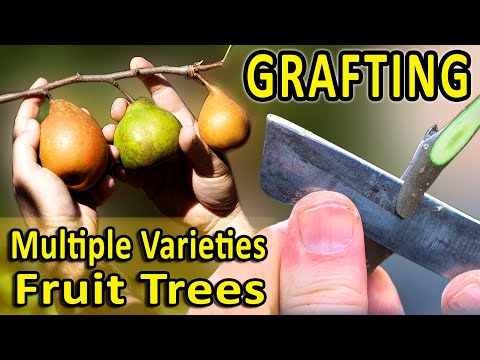 Видео: ПРИВИВКА МНОГОСОРТНЫХ ФРУКТОВЫХ ДЕРЕВЬЕВ | 4 ОБЩИЕ ПРОБЛЕМЫ и КАК ИХ ИЗБЕЖАТЬ