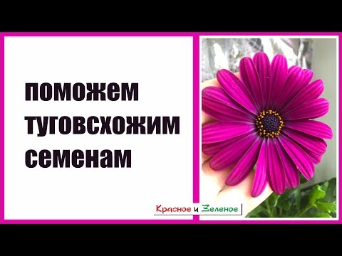 Видео: Поможем туговсхожим семенам. Скарификация.