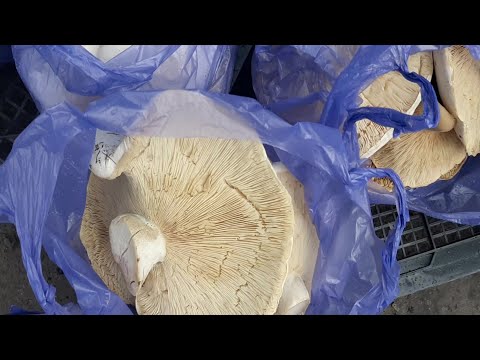 Видео: Талдыкорган. Коммунальный рынок по субботам.🍄