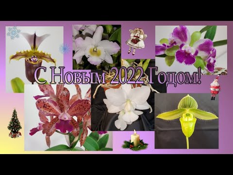 Видео: Цветение декабря 2021