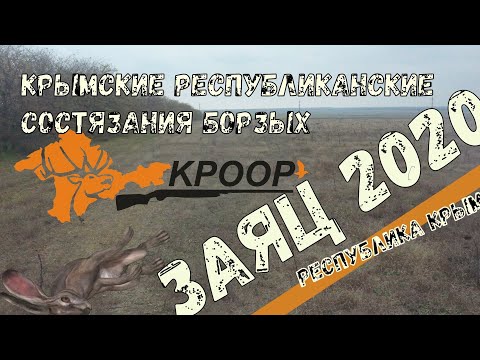 Видео: СОСТЯЗАНИЯ БОРЗЫХ "Заяц 2020"