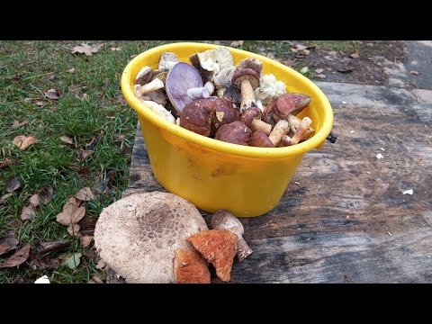 Видео: По грибы 11 ноября 2025 г. / Смоленская область/ Mushrooms