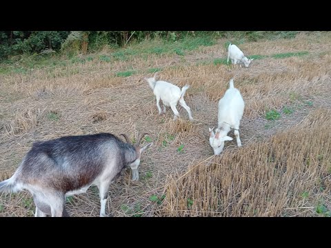 Видео: ПЛЮСЫ+И МИНУСЫ–ЖИЗНИ В СЕЛЕ