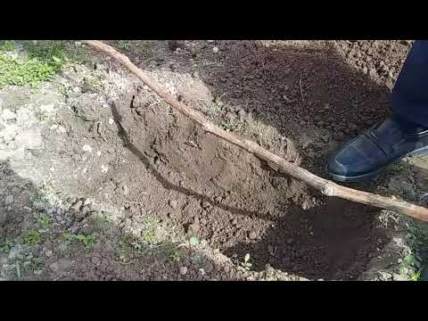 Видео: Ивазкунии ангури пиршуда ба воситаи отводка.