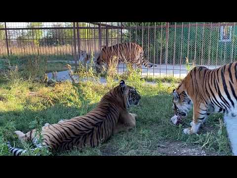 Видео: Суматранская тигрица Зара пришла ЗНАКОМИТЬСЯ , а Рада принесла мясо )