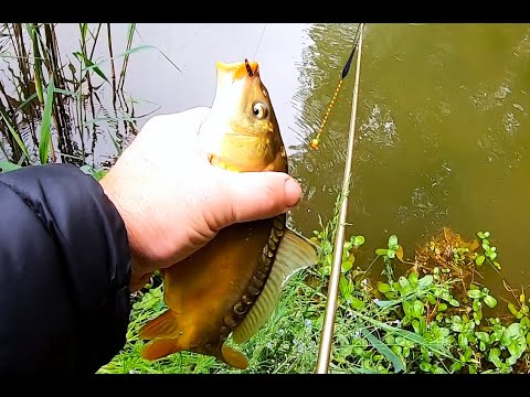 Видео: Карась на маховую, китайскую удочку.