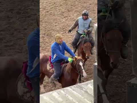 Видео: Бузкаши Хоит лайка бшап