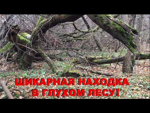Видео: Шикарная находка в глухом лесу! Нереальный улов!)
