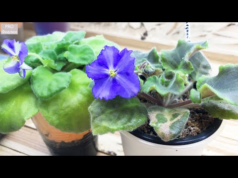 Видео: Просто ПОЛЕЙТЕ фиалки  ЭТИМ РАСТВОРОМ!  И они ПЕРЕСТАНУТ БОЛЕТЬ!