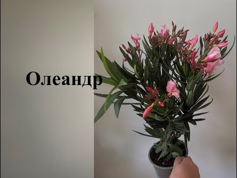 Видео: Олеандр вдома - що потрібно знати про цю рослину?