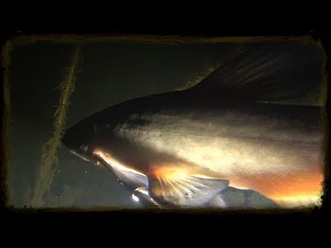 Видео: подводная охота подмосковье осенние водохранилища ночью