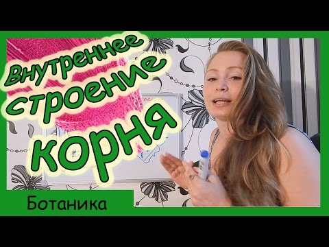 Видео: Внутренне строение корня.