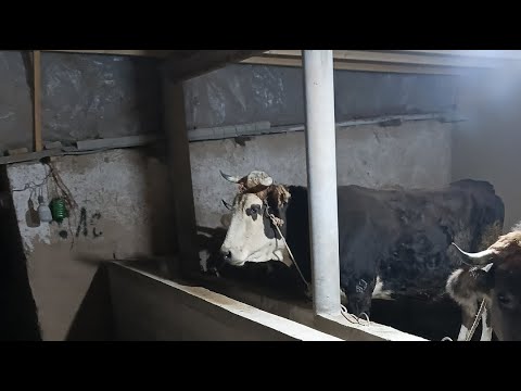 Видео: Чорво ТВ в прямом эфире! БЕХТАРИН ГОВХО ТЕЛ 905 09 06 09