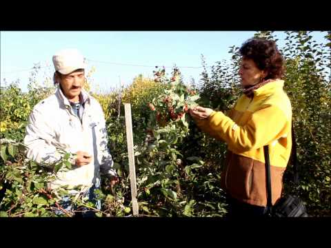 Видео: Ремонтантная малина сорт Геракл. sadovymir.ru