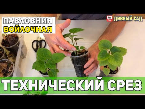 Видео: Павловния в рассадных стаканчиках. Технический срез. Часть №2