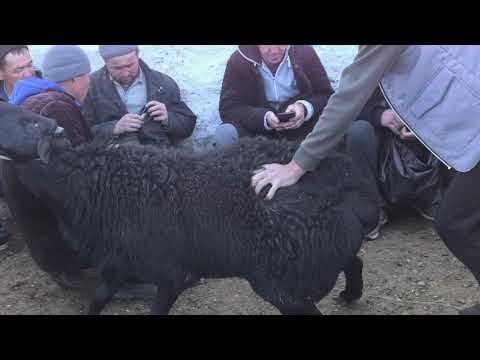 Видео: Кузилар дехкондан арзон. К,амаши пионерка мол бозори 14.11.2025 Mol bozori pionerka