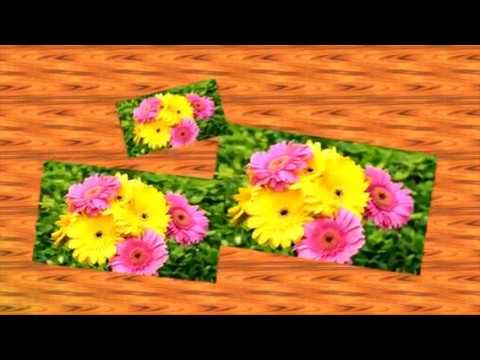 Видео: ПОДБОРКА ЦВЕТОВ, ПОХОЖИХ НА РОМАШКИ