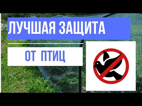 Видео: Самая надёжная защита ягоды от птиц и града!