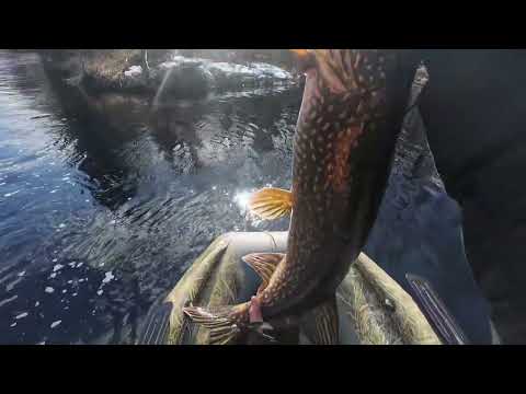 Видео: Рыбалка, ловим щуку весна 2025.#Щукинаспиннинг#трофеярыбалка#щуканаджиг#щукавесна