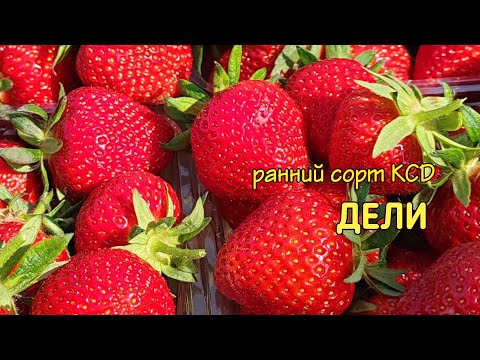 Видео: 🍓Обзор сорта ДЕЛИ🍓. 22.05.2024. СТАВРОПОЛЬ.