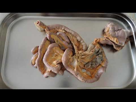 Видео: Видеозанятие 24 «Органы пищеварения (часть 3)»