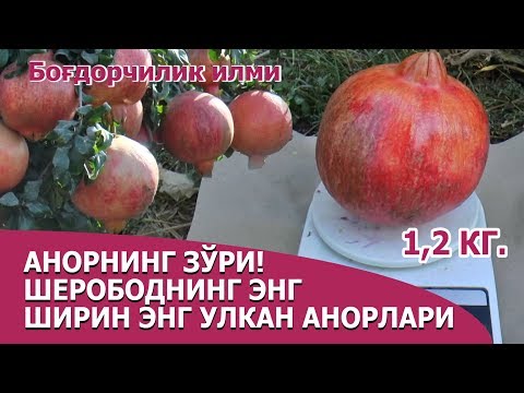 Видео: Шеробод анорлари - Sherobod anorlari