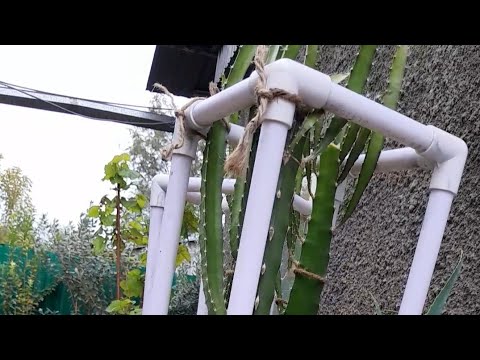 Видео: ПОДВЯЗЫВАЮ ПИТАХАЙЮ К ОПОРКЕ ИЗ ПЛАСТИКОВОЙ ТРУБЫ И ФОРМИРУЮ КУСТ