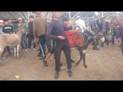 Видео: Жакшы эшек кымбат😱 улагы бар Андан кымбат