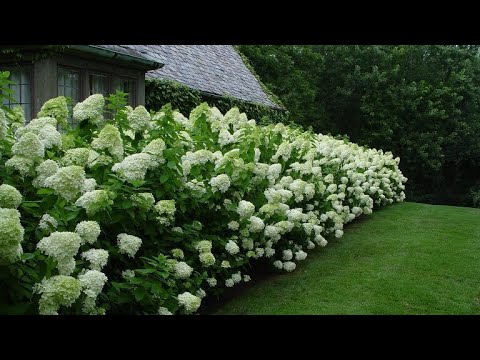 Видео: Подрязване на различните видове хортензии