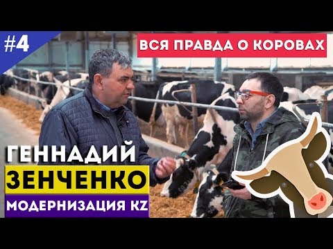 Видео: Геннадий Зенченко. Вся правда о коровах / Модернизация KZ