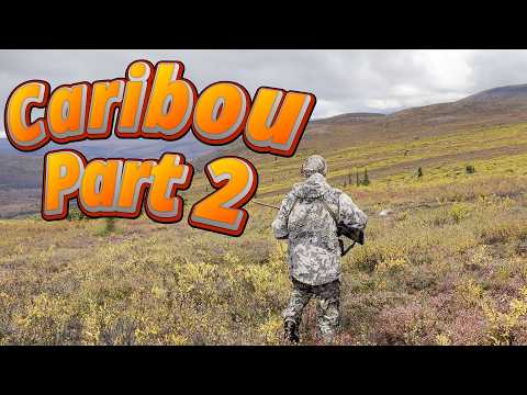 Видео: Охота на карибу на Аляске, часть 2! Время папы
