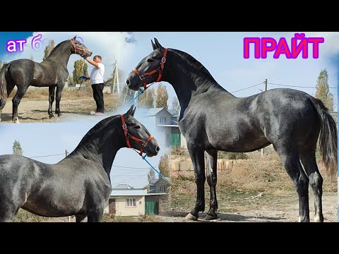 Видео: ТАЙДЫН АТЫ ПРАЙТ ЖАНЫБАР БИР ЧЫКТЫ