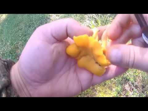 Видео: МОРЕ ЛИСИЧЕК!!!