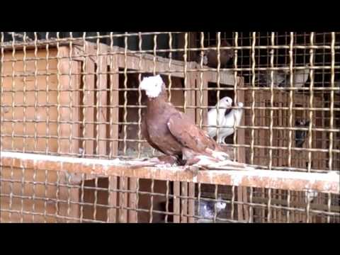 Видео: Голубятня Феки