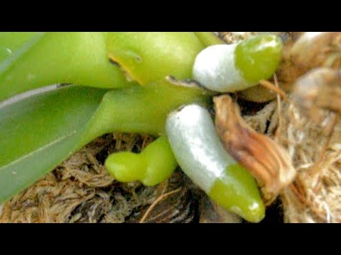Видео: СТАЛА орхидеи удобрять ЭТИМ! цветонос ВЫРОС! корни ПРОКЛЮНУЛИСЬ! орхидеи ПРОСНУЛИСЬ!