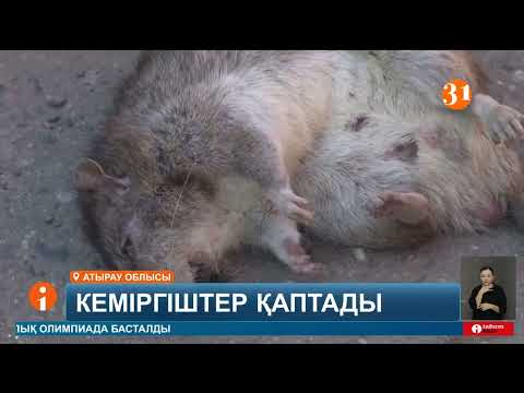 Видео: Атырауда егеуқұйрықтар қаптады