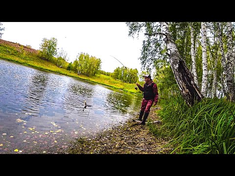 Видео: Дикое ОЗЕРО в ТАЙГЕ | голодные РЫБИНЫ жрут ВСЁ подряд