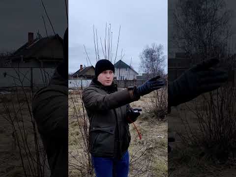 Видео: КОМПАС