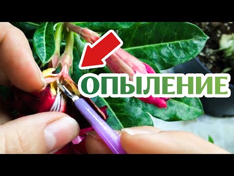 Видео: Как Опылять Адениум Дома!