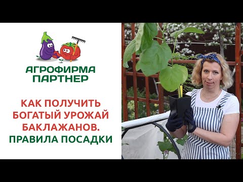 Видео: КАК ПОЛУЧИТЬ БОГАТЫЙ УРОЖАЙ БАКЛАЖАНОВ. ПРАВИЛА ПОСАДКИ