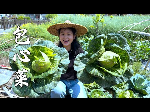 Видео: Из кочана капусты делают уникальный деликатес, а Йик съедает его вкуснее и быстрее всех!