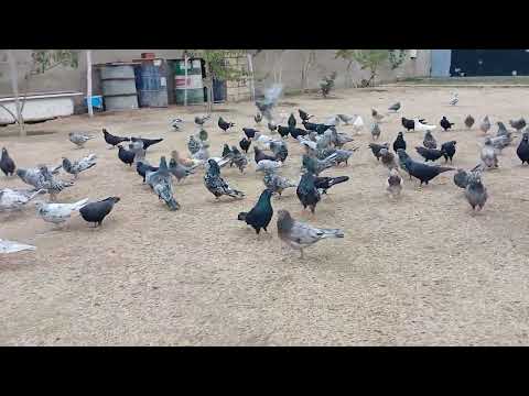 Видео: Мраморные голуби Баку