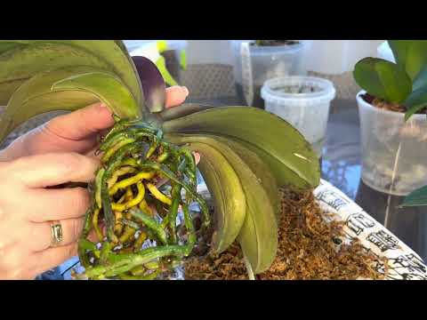 Видео: Пересадка 2-х Орхидей (подросток Азиатский во мхе и Голландская взрослая )