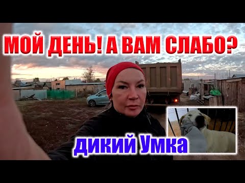 Видео: ПРИУЧАЕМ ДИКОГО УМКУ К ЧЕЛОВЕЧЕСКОЙ ЛАСКЕ!!!