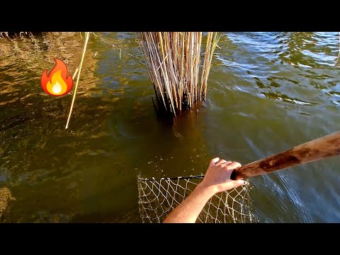 Видео: 🌊 Амур клюнул или обманул? Итоги проверки ловушек!