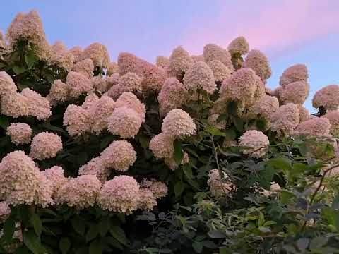 Видео: Молитва об усопшей матери